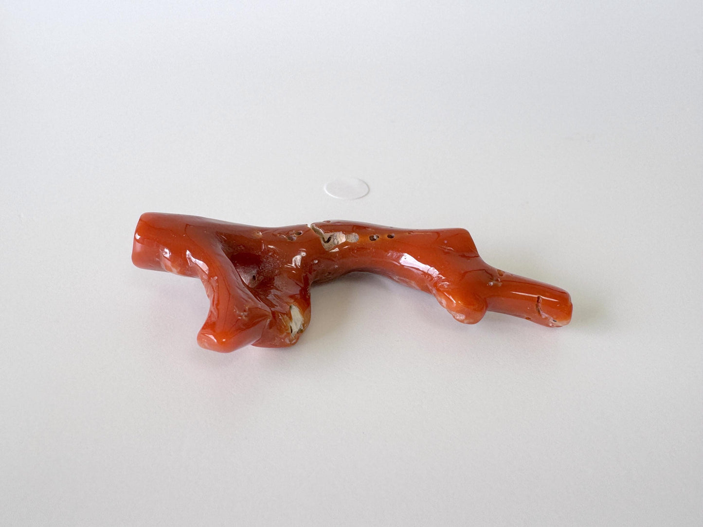 Japanese red(Aka) coral branch, 55mm, Hole on top, Natural red color coral for jewelry making