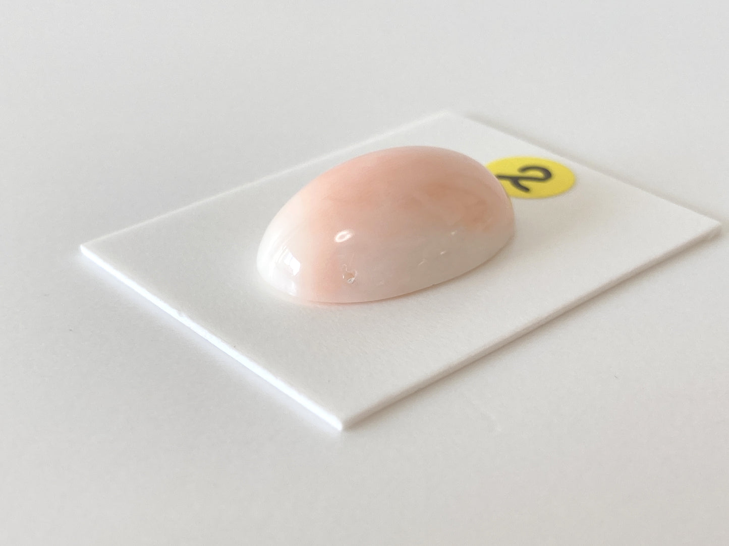 a single, oval-shaped object, which appears to be a piece of coral, resting on a white surface.