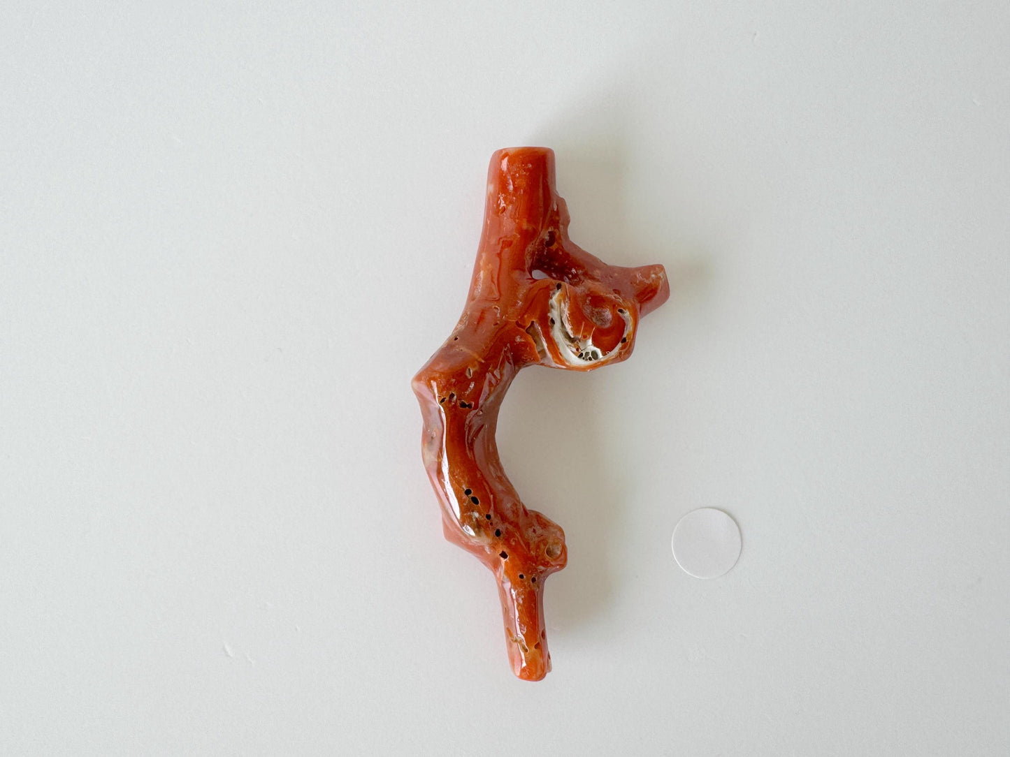 Japanese red(Aka) coral branch, 55mm, Hole on top, Natural red color coral for jewelry making
