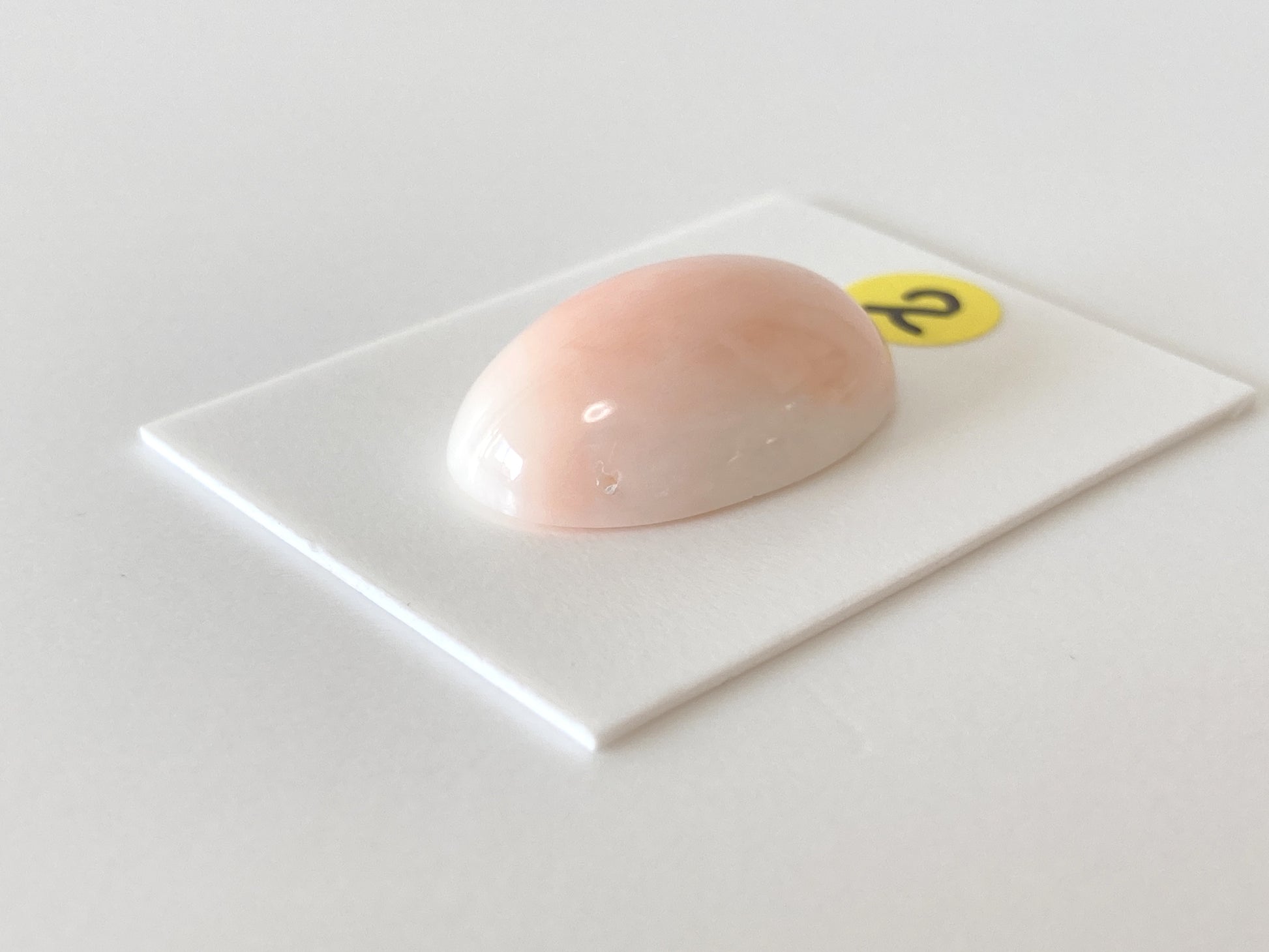 a single, oval-shaped object, which appears to be a piece of coral, resting on a white surface.