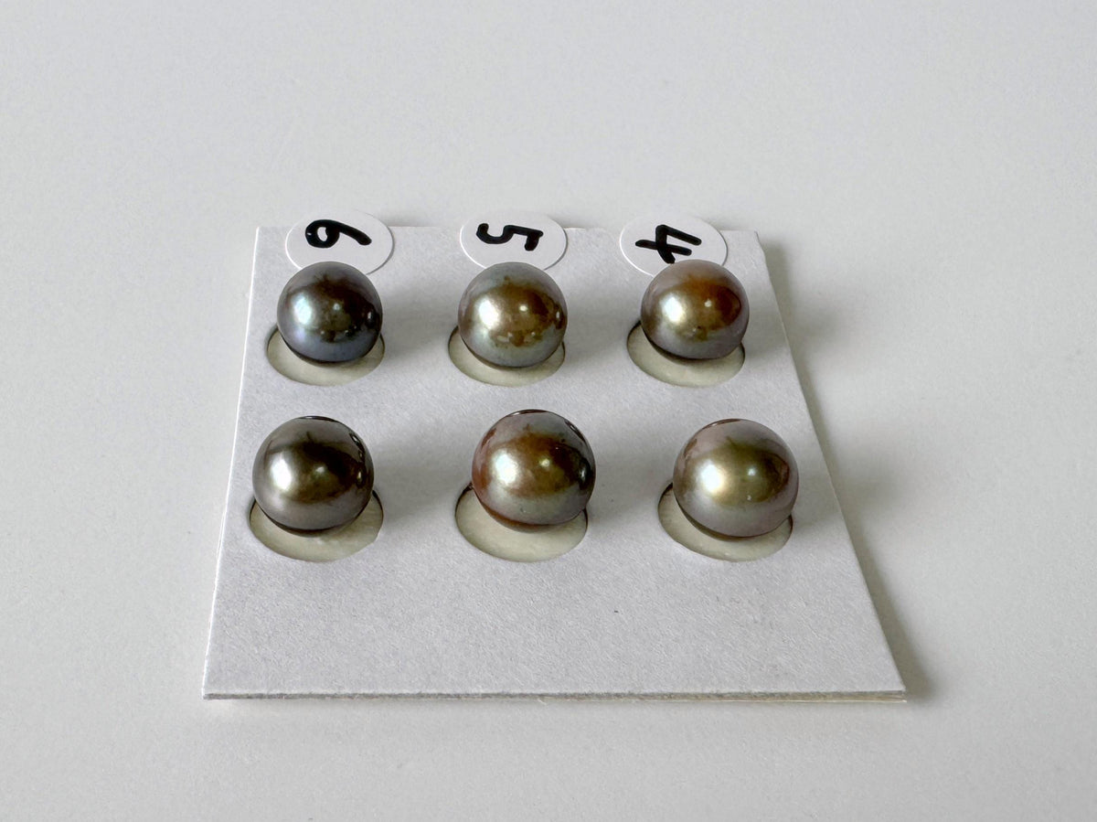 Peacock Black Akoya, Japanese Cultured Round Loose Pair | Salt Water | Half Drilled | 7-7.5Mm
