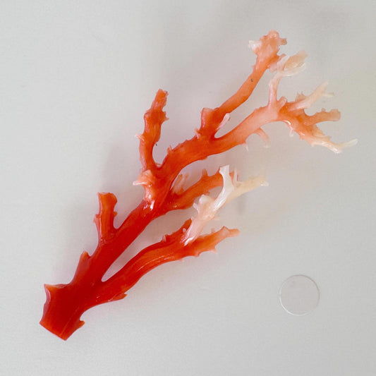 Red Coral Branch : Natural Aka Coral for Display, 70mm