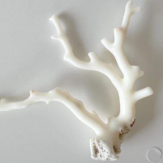 Natural White Coral Branch Loose, Natural Color Genuine Precious Coral, 80x100mm, Genuine, For Display