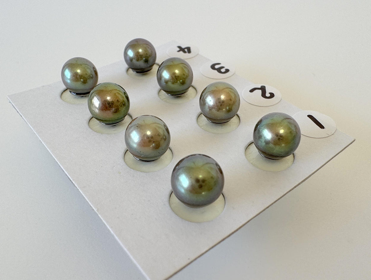 Japanese Peacock Black Akoya Pearl (Color Treated) Stud Earrings (7-7.5mm, Titanium Posts, Saltwater Cultured)