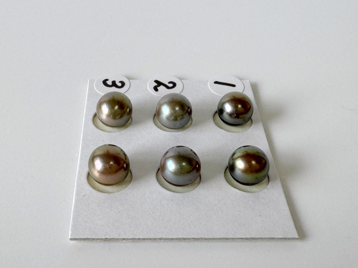 Peacock Black Akoya, Japanese Cultured Round Loose Pair | Salt Water | Half Drilled | 7-7.5Mm
