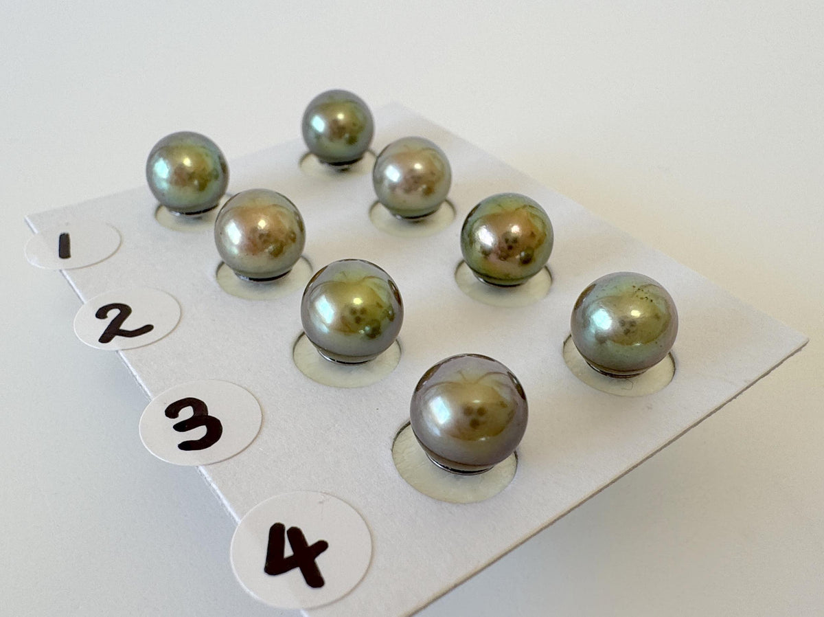 Japanese Peacock Black Akoya Pearl (Color Treated) Stud Earrings (7-7.5mm, Titanium Posts, Saltwater Cultured)