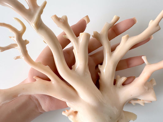 Natural Deep Sea Coral Big Branch Loose, Natural Light Pink Color, 225x150mm, Genuine Precious Coral, For Display