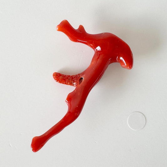 Japanese red(Aka) coral branch, 55mm, Hole on top, Natural red color coral for jewelry making