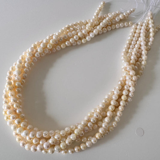 Japanese Akoya Pearl Strand - Cultured Saltwater Beads - 5-5.7mm Off White/Cream, Full 40cm Length, Jewelry Crafts, Value-Priced