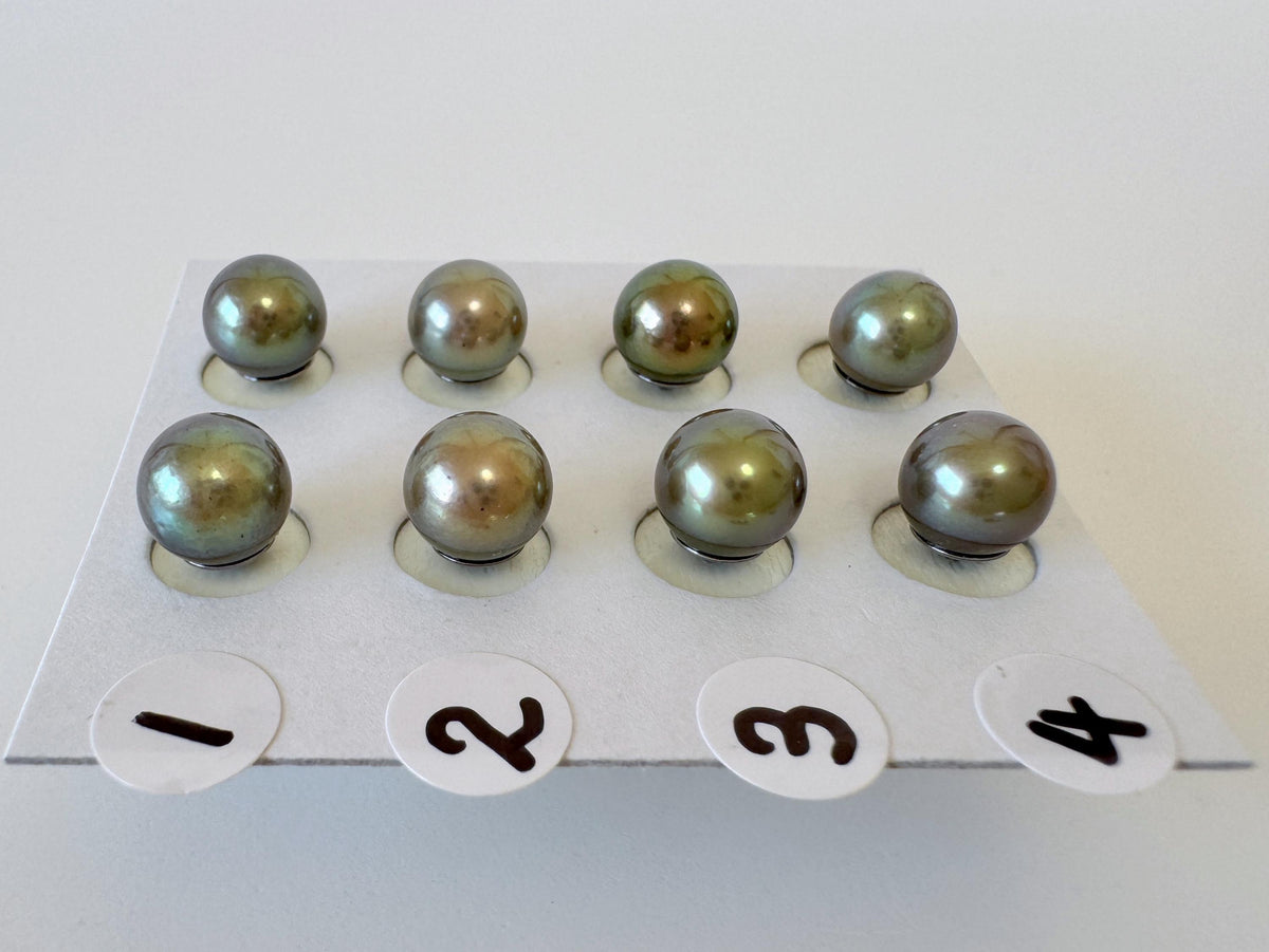 Japanese Peacock Black Akoya Pearl (Color Treated) Stud Earrings (7-7.5mm, Titanium Posts, Saltwater Cultured)