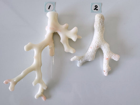 Natural White Coral Branch Loose, White Color Precious Coral Branch, Genuine Coral for jewelry making, Price per piece