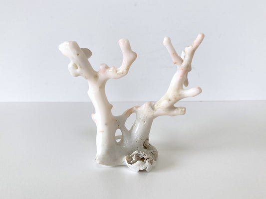 8x9cm Genuine White Coral Branch, Natural Shape White Coral, Natural Color, For display